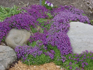 Tařička (Aubrieta deltoidea) tvoří nízké, husté a kompaktní polštáře s pěkným šedě stříbřitým olistěním.