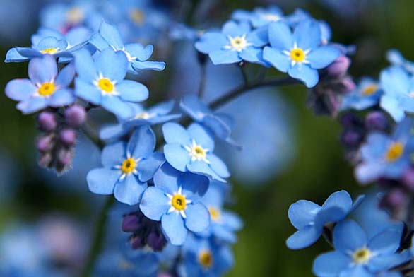 Pomněnka (Myosotis alpestris) je romantická jarní kytička, jejíž husté nízké keříky (0,15–0,2 m) se hodí do nádob, záhonů i rabat. Nádherně vypadá třeba záhon modrých a růžových pomněnek s bílými tulipány.