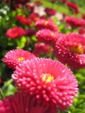 Sedmikráska (Bellis perennis) znáte z trávníků. Ty zahradní ale mají mnohem větší květy – poloplné, plné, od bílé po sytě rudou. Jsou velmi nenáročné, a tak se často sázejí i na veřejná prostranství. Kvetou od března do září.