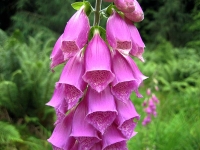 Náprstník (Digitalis purpurea, D. grandiflora) vytváří pěkné růžice drsných, tmavozelených listů. V druhém roce kvete vysokými klasy (80–180 cm) bílých i růžových nebo purpurových květů. Není náročný na půdu, snese i stín.