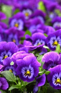Maceška neboli violka se pěstuje ve dvou skupinách. Jednou jsou odrůdy křížence Viola x wittrockiana, které kvetou jen na jaře, druhou odrůdy macešky rohaté (Viola cornuta), které zdobí neúnavně od jara do léta.