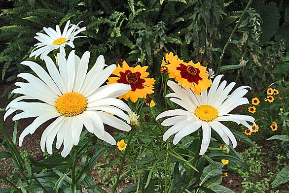 Chrisanthemum maximum