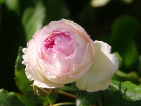 Růže jako z ráje Eden Rose se dá pěstovat jako solitéra, ve skupině nebo jako menší popínavá. Polouzavřené plné květy nejprve rozkvétají bíle, báze plátků jsou nazelenalé. Jejich růžové lemy postupně získávají na intenzitě.