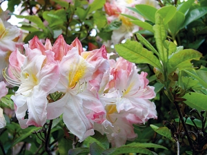 Azalka (Rododendron x mollis) vyžaduje kyselé půdy.