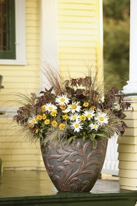 Žluto-čokoládová kombinace může být ze slaměnek (Bracteantha), kopretin (Leucanthemum), sanvitálek (Sanvitalia), čokoládovou dodá Coleus, mladé červené listy javoru (např. Acer platanoides) a červenolisté traviny (Pennisetum). Nádherný je červenolistý batát (Ipomoea SWEET-HEART ’Purple’) nebo šťavel (Oxalis ’Dark Form’).