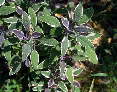 Lístek šalvěje lékařské (Salvia officinalis) přidaný do čaje pomáhá léčit nemoci z nachlazení, kašel a rýmu, tiší průjem a pomáhá při trávení. Šalvěj je ve větším množství jedovatá, proto do čajů i v kuchyni přidávejte jen lísteček na porci. Šalvěj neužívejte dlouhodobě.