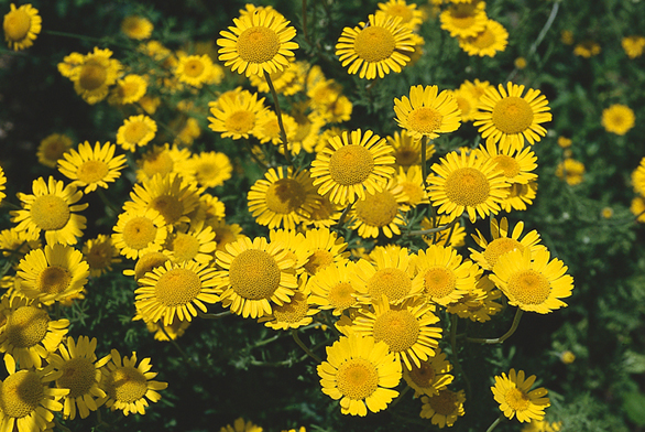 Rmen barvířský (Anthemis tinctoria) pod okny zahání obtížný hmyz. Květy byly osvědčeným žlutým přírodním barvivem. Snadno zplaňuje, je nenáročný, ale vyžaduje plné slunce.