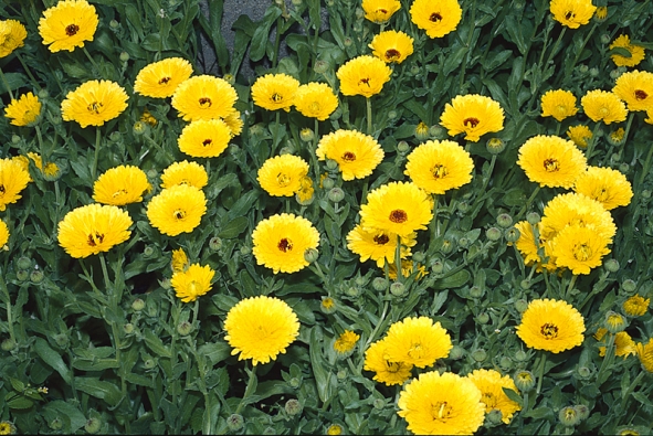 Měsíček lékařský (Calendula officinalis)