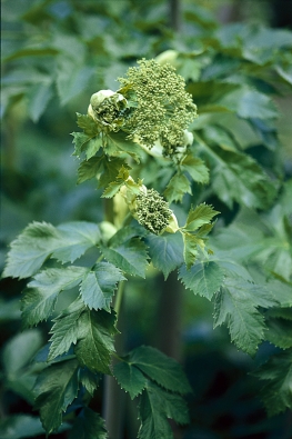 Andělika (Archangelica officinalis) je dodnes vyhledávána pro léčivý kořen, který pomáhá při trávicích obtížích. Oloupaný kořen se dříve nabízel malým dětem ke hryzání při prořezávání zoubků. Kvete jednou za 3–4 roky a po dozrání plodů odumírá. Pěstuje se také jako okrasná rostlina.