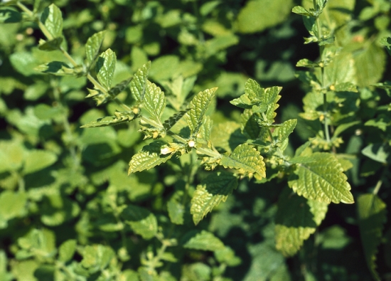 Na žádné zahradě nemá chybět meduňka lékařská (Melissa officinalis). Meduňkový čaj je osvědčeným večerním nápojem, který zahání stres, napětí, bolesti hlavy a sladce připravuje  na spánek.