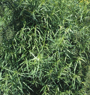 Estragon, správně pelyněk kozalec (Artemisia dracunculus) povzbuzuje chuť k jídlu, usnadňuje trávení a především je vyhledáván pro specifické aroma do kuchyně. Pochoutkou jsou jarní šťavnaté výhony. Starší nať se nakládá do octa.