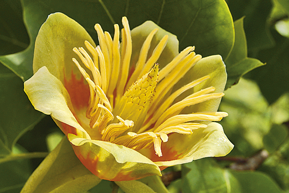 Liriodendron tulipifera