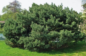 Pinus sylvestris Fastigiata