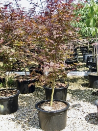 Acer palmatum Dissectum