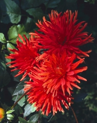 Jiřina (Dahlia)