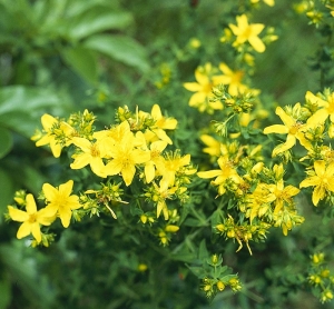 Třezalka tečkovaná (Hypericum perforatum) z čeledi třezalkovitých je oblíbenou bylinářskou rostlinou. Má vysoký obsah fotosenzibilizujících látek. Problémy může vyvolat nadměrné pití třezalkového čaje nebo mazání třezalkovým olejem v létě za současného pobytu na slunci.