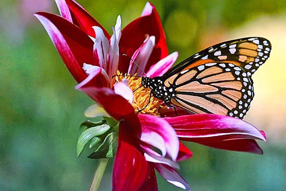 Jak do zahrady přilákat motýly