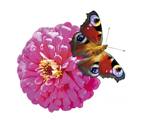 Motýly můžete přilákat také na letničky: krásně zbarvené cínie jistě ocení.