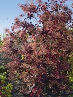 Ruj vlasatá (Cotinus coggygria) ’Royal Purple‘ je kultivar, který vyniká sytě purpurovými listy a od června do července jemnými latami nachových květů. Vyhovuje jí alkalická propustná půda a slunné stanoviště.