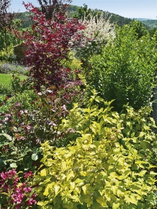 Kombinacemi keřů s různě zbarvenými listy zajistíme pestrou podívanou po celý rok. Na obrázku červenolistý javor Acer palmatum, za ním vrba Salix integra ’Hakuro Nišiki‘ a v popředí zlatavý tavolník Physocarpus opulifolius ’Goldflame‘.