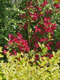 Vajgélie květnatá (Weigela florida), kultivar ’Bristol Ruby‘, kvete velmi dlouho nápadnými purpurovými květy od května do června až července. Na obrázku v doprovodu s tavolníkem Spiraea japonica ’Gold Princess‘.