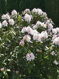 Rododendron na jaře rozsvítí svými mohutnými květenstvími zákoutí ve stínu stromů.