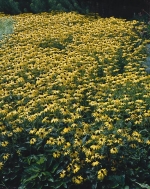 Vytrvalé třapatky (Rudbeckia fulgida var. sulivantil ´Goldsturm´) se v příznivých podmínkách dokážou rozrůst do zlatého moře.