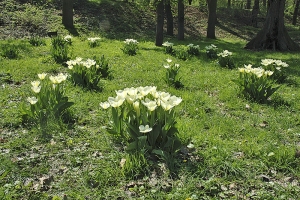 Cibule tulipánů sázíme tak, aby nad špičkou větších cibulí bylo 15 až 20 centimetrů zeminy.