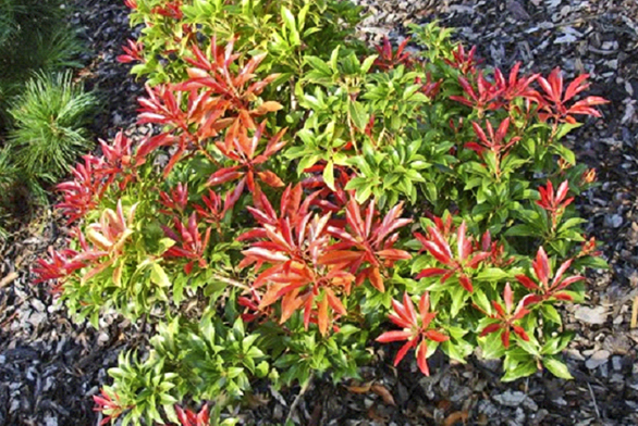 Pieris japonica