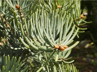 Abies concolor