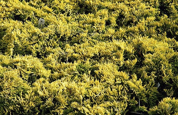Juniperus horizontalis „Golden Carpet“