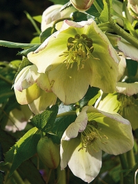 Čemeřice (Heleborus niger) je stále oblíbenější trvalkou časného jara.