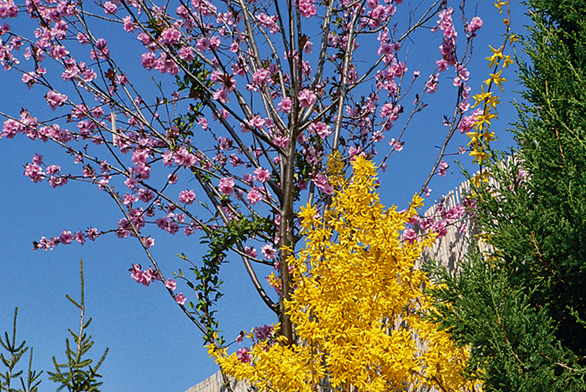 Nebojte se vyšší zeleně ani na malém prostoru. Nejnižší vegetační patro je tu tvořeno sasankami (Anemone blanda), následuje zlatice (Forsythia x intermedia) a nad nimi rozkvétá broskvomandloň (Prunus ´April Glow´).