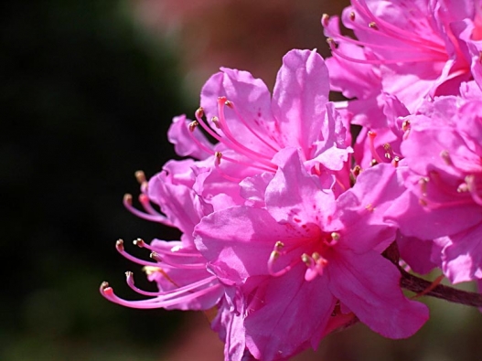 Azalka (Rhododendron japonicum)
