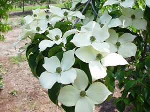 Dřín (Cornus kousa)