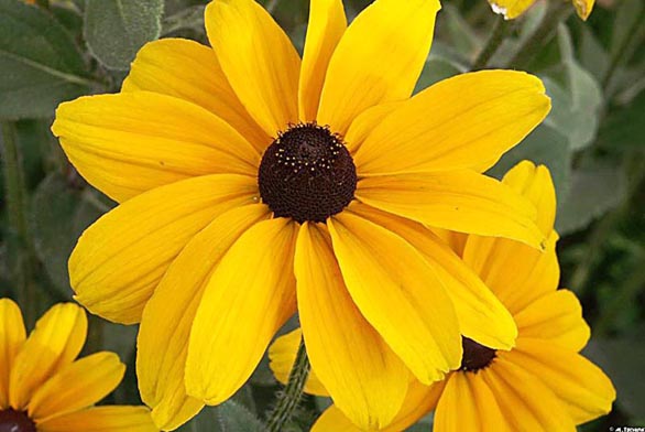 Třapatka (Rudbeckia)