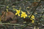 Jasmín (Jasminum nudiflorum), který nevoní.