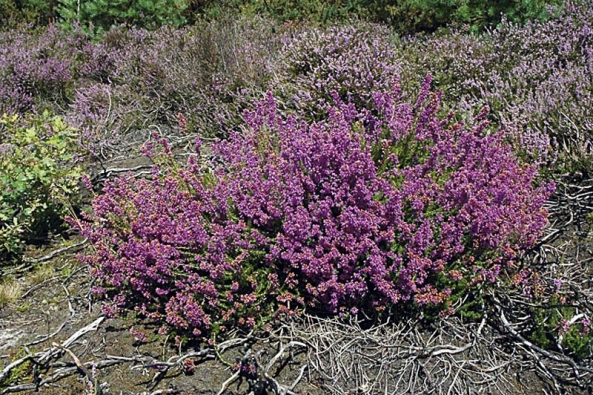 Vřesovec (Erica herbacea) pleťový dodá zimní zahradě purpurové barvy.