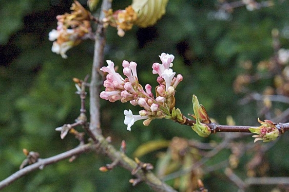 Křehké květy kaliny (Viburnum farreri) vonné.