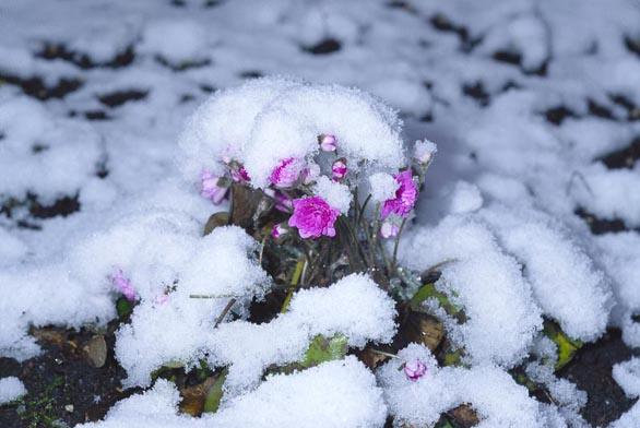 Hepatica nobili ´Rosea Plena´ je sotva vidět pod jarním přívalem sněhu.