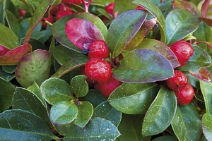 Skromná libavka (Gaultheria procumbens) je vhodná nejen na zahradu, ale i do stálých nádob na balkony a terasy.