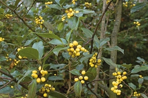 Nejen rudé plody může mít cesmína (Ilex aquifolium bacciflava).