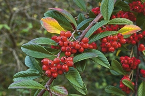 Keř skalníku vrbolistého (Cotoneaster salicifolius) bývá začátkem zimy plody doslova obalen.