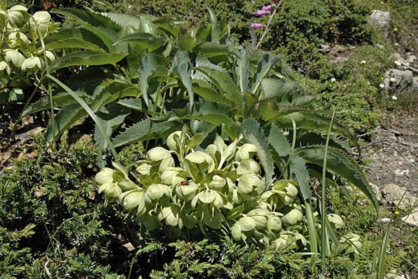 Kvetoucí trs čemeřice (Heleborus) ve Středomoří.
