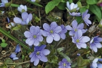 Jaterník (Hepatica nobilis) je pro mnohé oblíbenou jarní kytičkou.