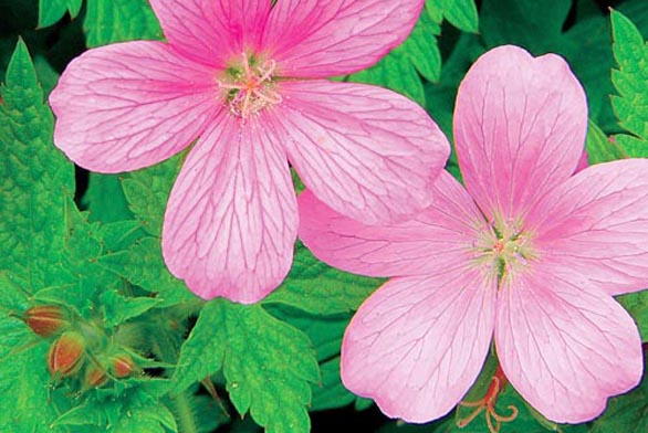 Kakosty (Geranium x cantabrigiense Karmina) jsou zatím neobjevené trvalky vysoké hodnoty, vhodné především do stinných zahradních partií.