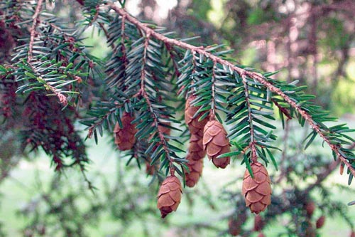 Jedlovec (Tsuga canadensis) je zajímavý jehličnatý strom podobný jedli. Pochází ze Severní Ameriky, kde roste v přistíněných a vlhkých údolích. Má rád vlhké a kyselé půdy. Velikost 8 m.