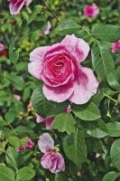 Popínavá růže je favoritkou mezi šplhavými rostlinami.