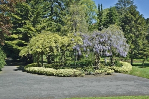 Vistárie čínská (Wisteria chinensis) patří k nejkrásnějším popínavým rostlinám, ale pozor, je celá jedovatá.