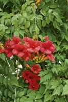 Trubač (Campsis radicans) vytváří nádherně pokroucený kmen, který vynikne především u pergol a zahradního sezení.